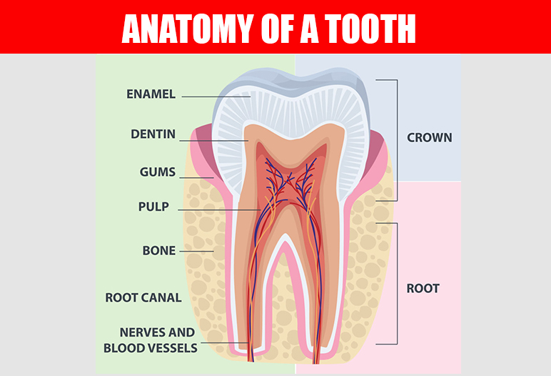 anatomy of a tooth