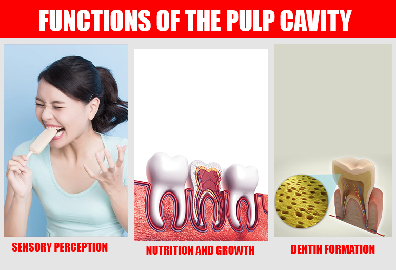 function of tooth pulp